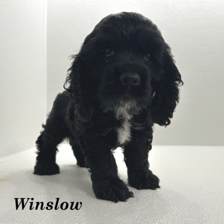 puppy, for, sale, Cocker Spaniel, Joe & Cherri  Overlease, dog, breeder, Miller, MO, dog-breeder, puppy-for-sale, forsale, nearby, find, puppyfind, locator, puppylocator, aca